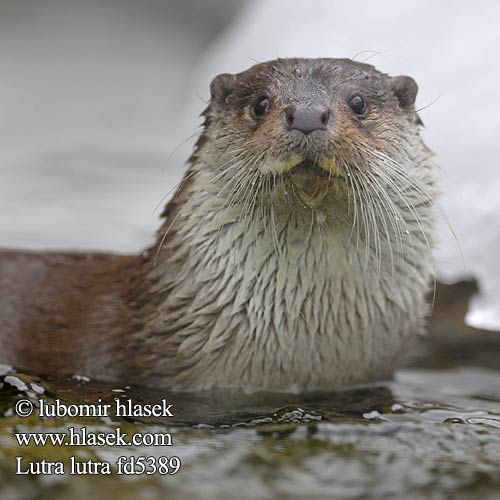 Nutria común Lutra lutra Vydra říční Wydra