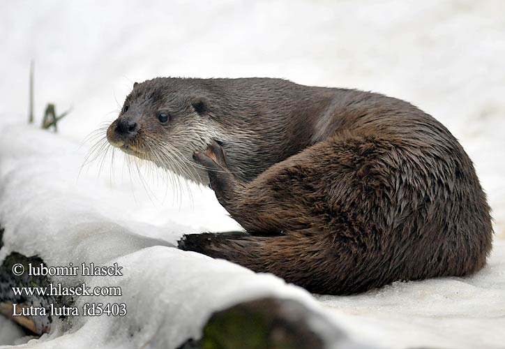 Nutria común Lutra lutra Vydra říční Wydra