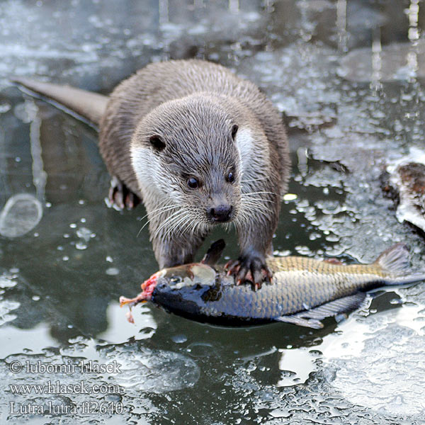 Lutra lutra European otter Loutre Europe Fischotter