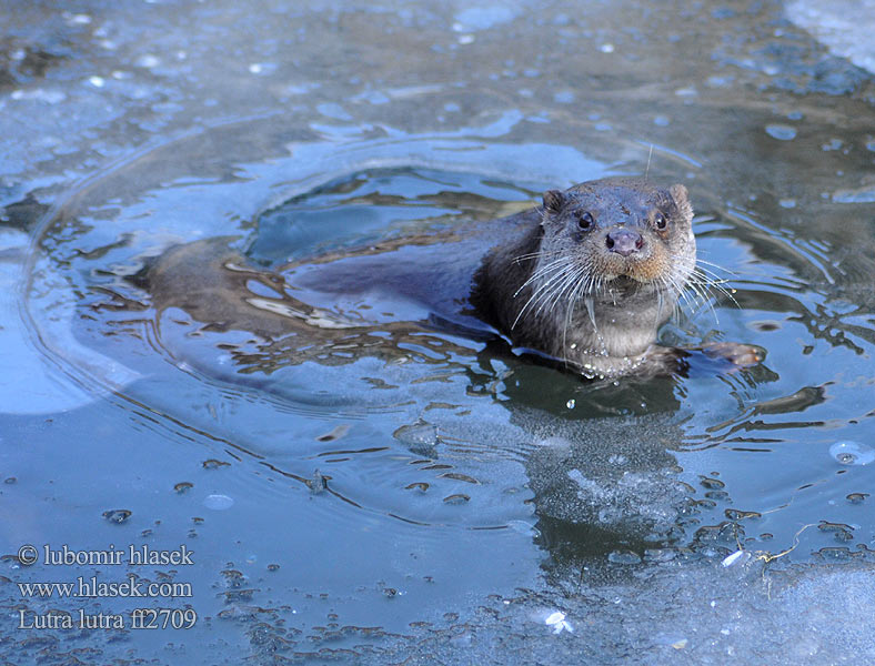 Nutria común Vydra říční Wydra europejska Vydra riečna