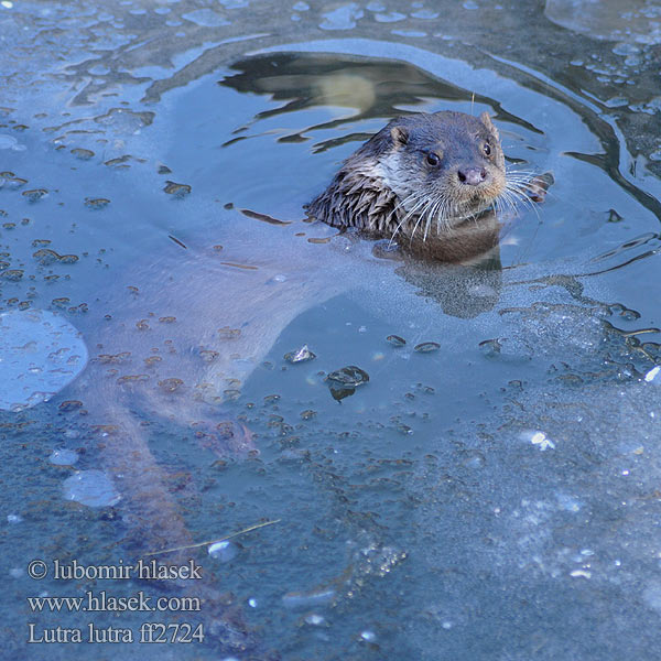 Lontra Europese Otter Oter Utter 歐亞水獺 Europeisk oter