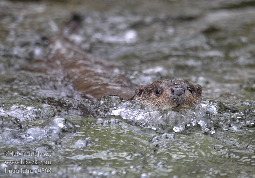 Видра річкова Lutra lutra European otter Loutre Europe