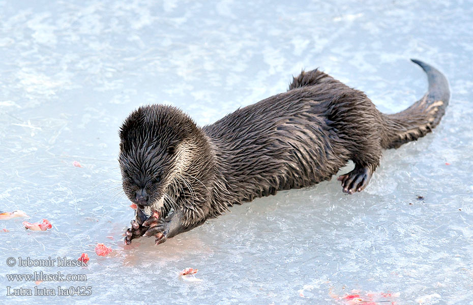 Saukko Európai vidra Loutre Europe Fischotter Nutria común