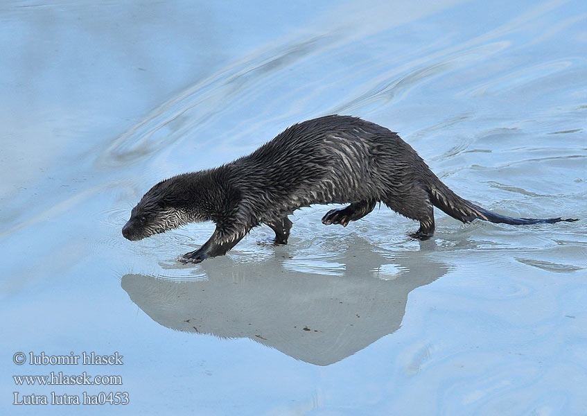 Európai vidra Loutre Europe Fischotter Nutria común