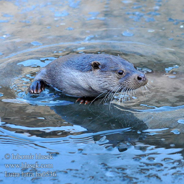 Loutre Europe Fischotter Nutria común Vydra říční