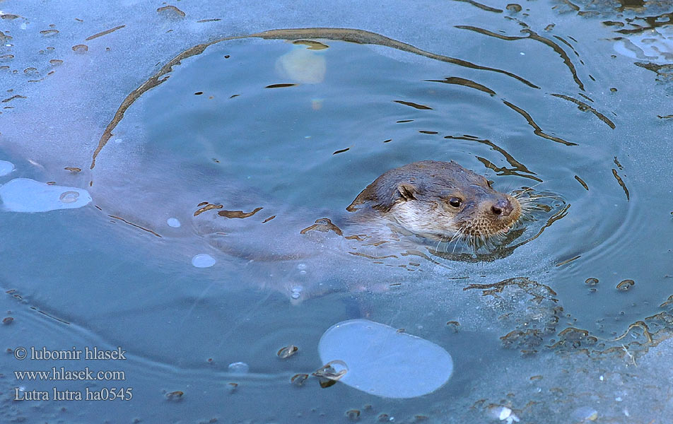 Fischotter Nutria común Vydra říční Wydra europejska