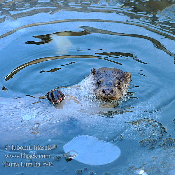 Nutria común Vydra říční Wydra europejska Vydra riečna