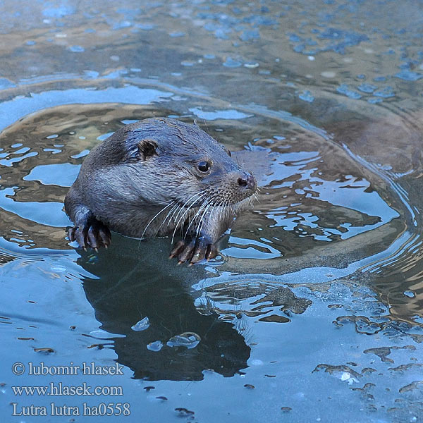 Wydra europejska Vydra riečna Lontra Europese Otter Oter