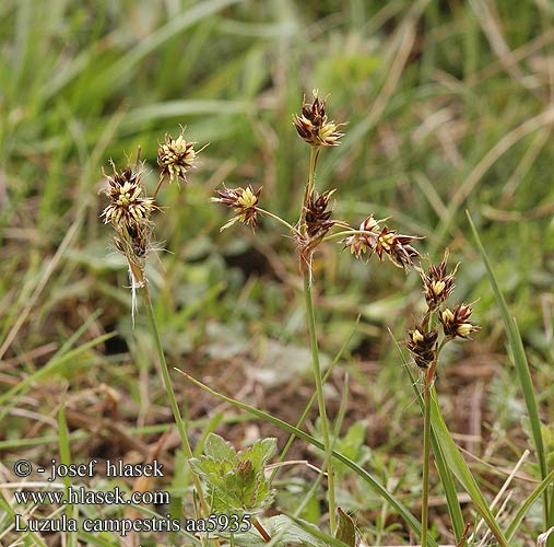 Luzula campestris Feld-Hainsimse Bika ladní Field woodrush Gewone veldbies