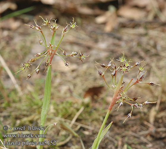 Luzula pilosa Hairy Wood-rush Haar-Hainbinse Kosmatka owłosiona