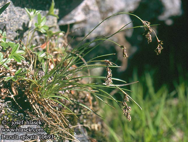 Luzula spicata Spiked woodrush Aks-frytle Tähkäpiippo Luzule rouge-brun