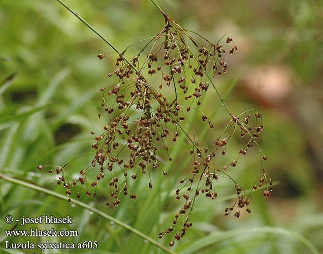 Luzula sylvatica Greater wood rush Stor frytle Isopiippo Grote veldbies