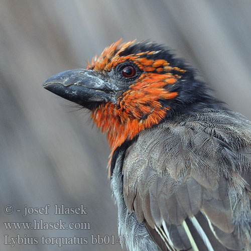 Lybius torquatus zombae Black-collared Barbet Vousák obojkový Halsband Bartvogel Båndet Tandskægfugl Barbudo Acollarado Mustavyöseppä Barbican collier Barbuto collare クビワゴシキドリ Zwarthalsbaardvogel Wasal obrozny Barbaças colar preto Rooikophoutkapper Chikweguru Sibagobe Kopaope Zuwakulu Shingo-nyeusi Isinagogo isiKhulukhulu