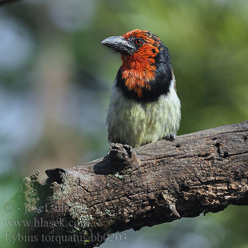 Wasal obrozny Barbaças colar preto Rooikophoutkapper Chikweguru Sibagobe Kopaope Zuwakulu Shingo-nyeusi Isinagogo isiKhulukhulu Lybius torquatus zombae Black-collared Barbet Vousák obojkový Halsband Bartvogel Båndet Tandskægfugl Barbudo Acollarado Mustavyöseppä Barbican collier Barbuto collare クビワゴシキドリ Zwarthalsbaardvogel