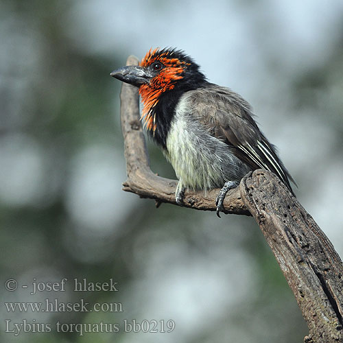 Rooikophoutkapper Chikweguru Sibagobe Kopaope Zuwakulu Shingo-nyeusi Isinagogo isiKhulukhulu Lybius torquatus zombae Black-collared Barbet Vousák obojkový Halsband Bartvogel Båndet Tandskægfugl Barbudo Acollarado Mustavyöseppä Barbican collier Barbuto collare クビワゴシキドリ Zwarthalsbaardvogel Wasal obrozny Barbaças colar preto