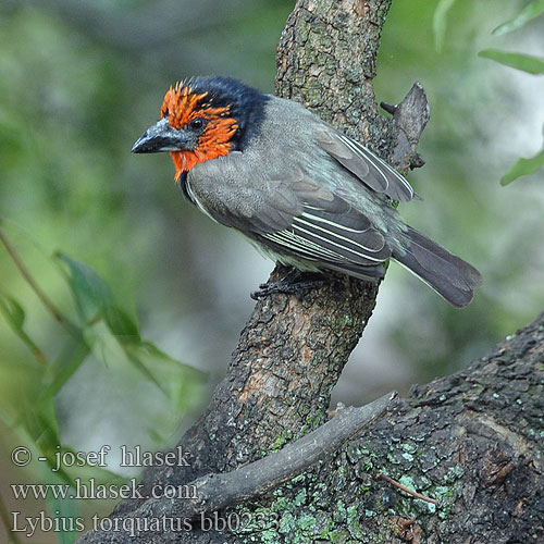 Black collared Barbet Vousák obojkový Halsband Bartvogel Båndet Tandskægfugl Barbudo Acollarado Mustavyöseppä Barbican collier Barbuto collare クビワゴシキドリ Zwarthalsbaardvogel Wasal obrozny Barbaças colar preto Rooikophoutkapper Chikweguru Sibagobe Kopaope Zuwakulu Shingo-nyeusi Isinagogo isiKhulukhulu Lybius torquatus zombae