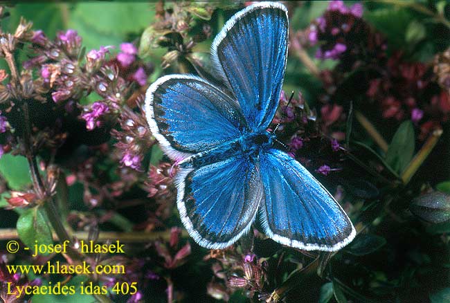 Plebejus idas Blue moyen argus Északi boglárka Modrásek obecný