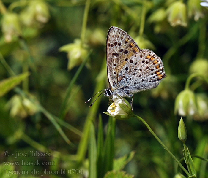 Lycaena alciphron Heodes Purple-shot Copper