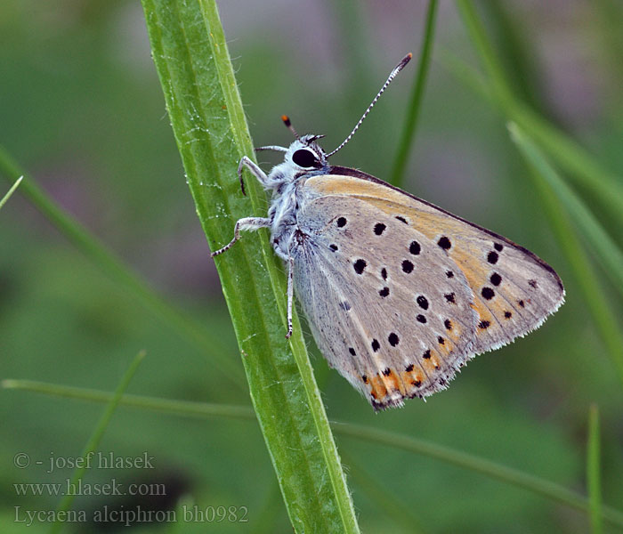 Lycaena alciphron Heodes Cuivré mauvin