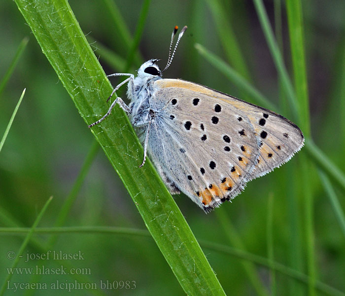 Lycaena alciphron Heodes Ibolyás tűzlepke