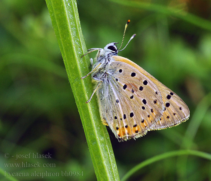 Lycaena alciphron Heodes Violetter Feuerfalter