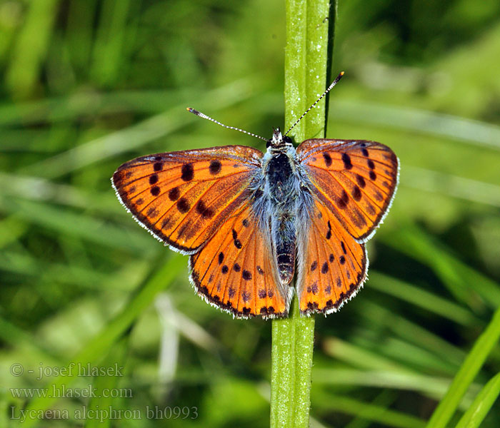 Lycaena alciphron Heodes Czerwończyk zamgleniec