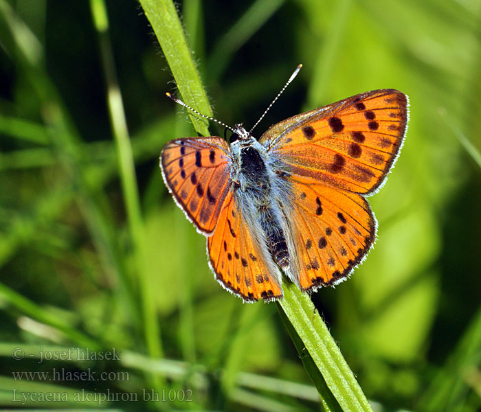 Lycaena alciphron Heodes Ohniváčik modrolesklý