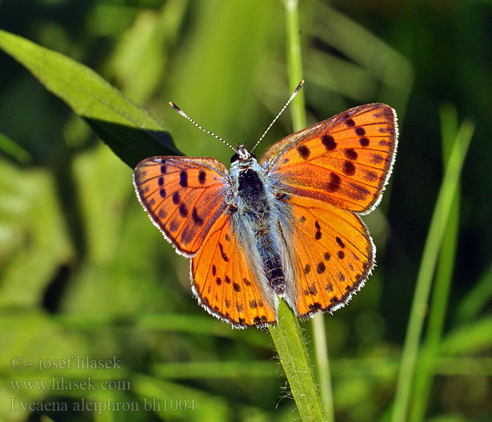 Lycaena alciphron Heodes Ohniváček modrolesklý