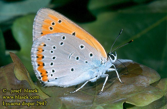 Lycaena dispar Large Copper cuivré marais Nagy tűzlepke