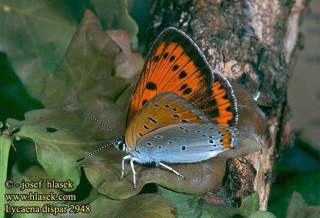 Lycaena dispar Червонец непарный