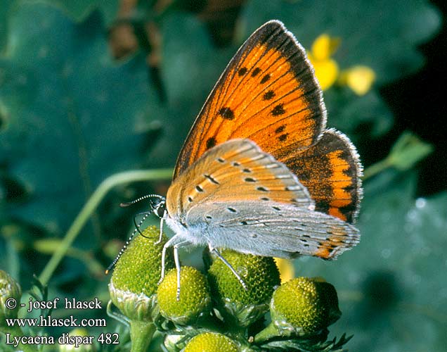 Lycaena dispar Ohniváček černočárný Manto grande Dukatvinge