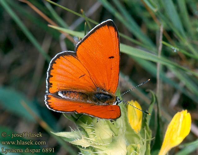 Lycaena dispar 橙灰蝶 Licena delle paludi 【オオベニシジミ】