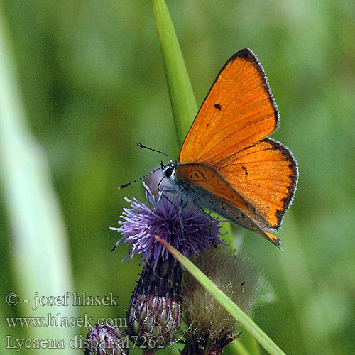 Lycaena dispar Large Copper cuivré marais Nagy tűzlepke