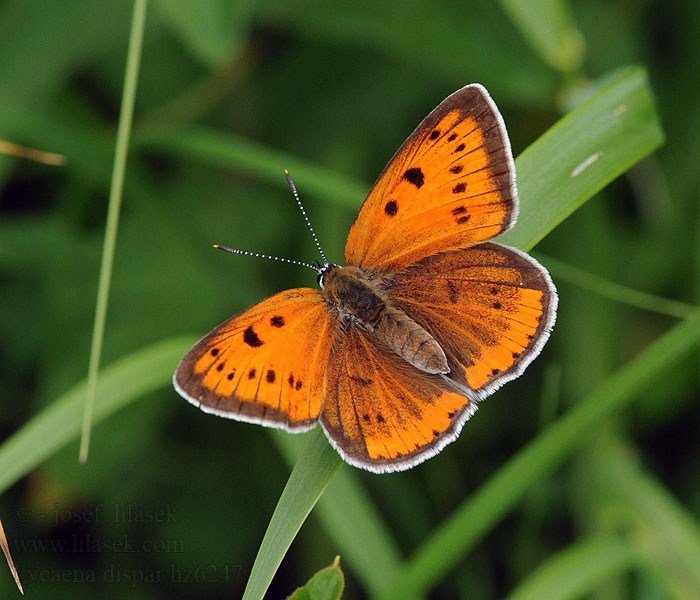 Ohniváčik veľký Lycaena dispar