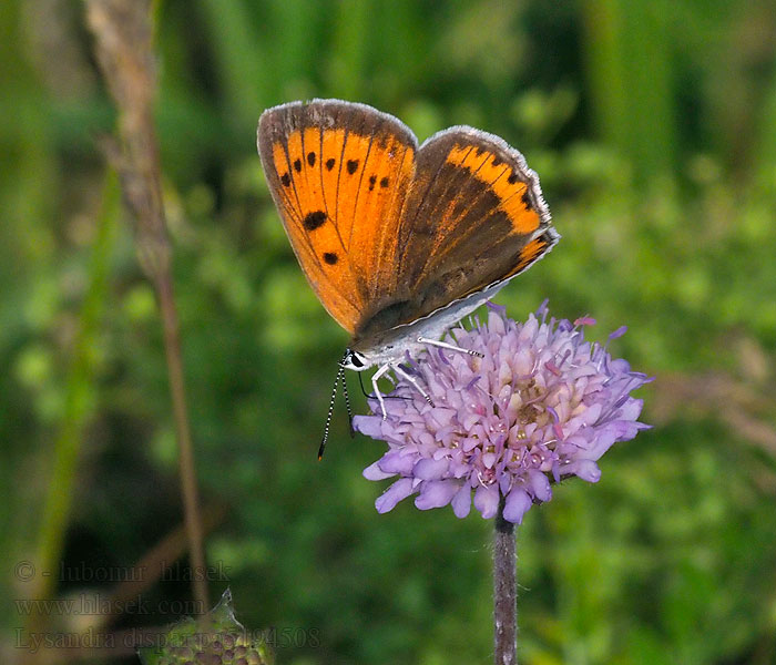 Lycaena dispar