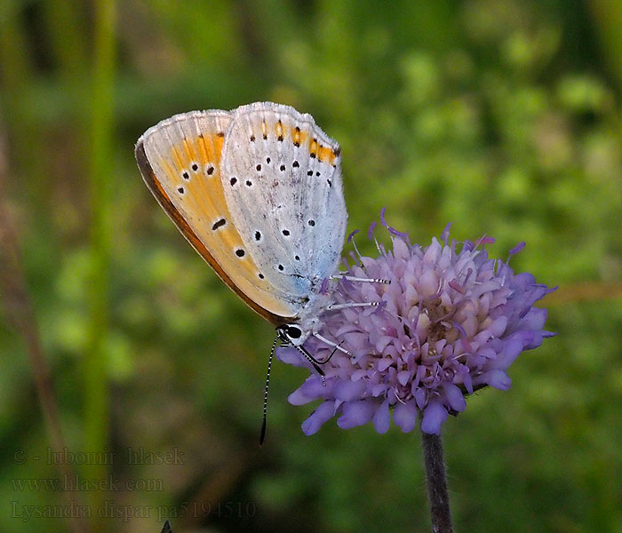 Lycaena dispar