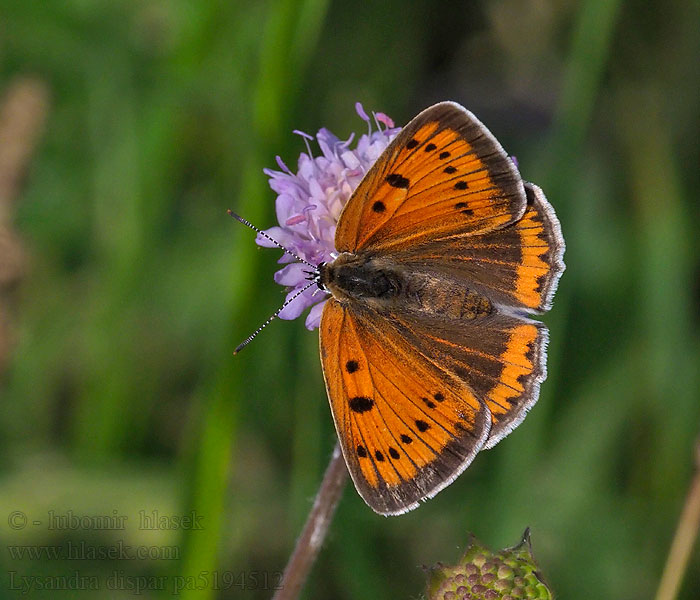 Lycaena dispar