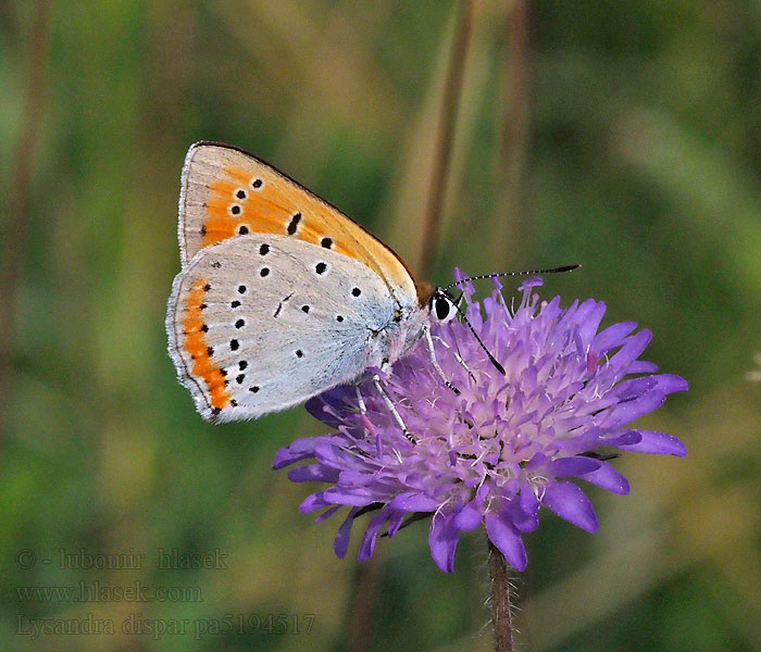 Lycaena dispar