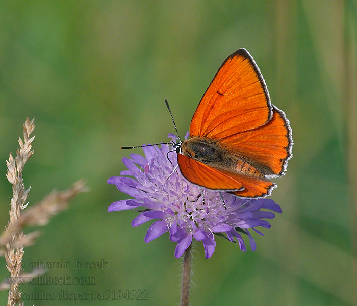 Lycaena dispar