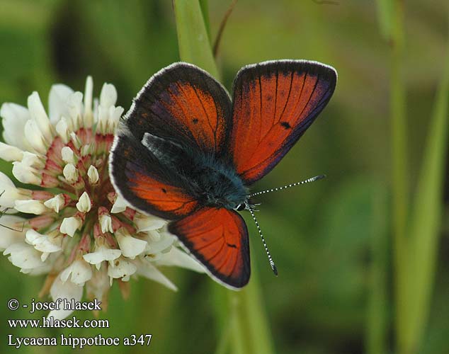 Lycaena hippothoe Czerwończyk płomieniec Ohniváčik štiavový