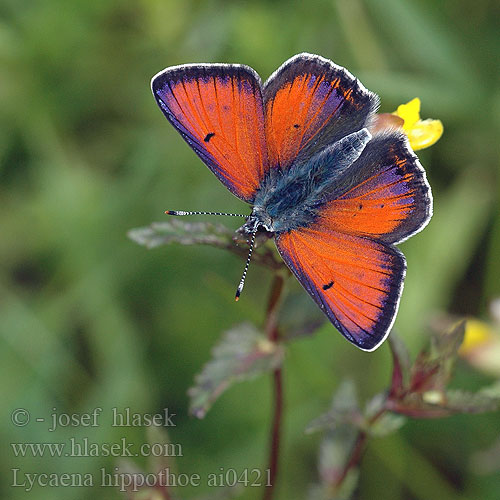 Lycaena hippothoe Purple-edged Copper cuivré écarlate Havasi tűzlepke