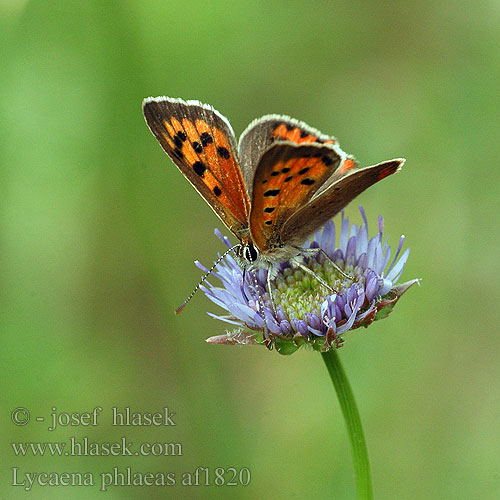 Lycaena phlaeas phlaeoides Small Copper Bronzé Kis tűzlepke