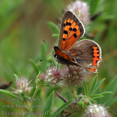 Lycaena phlaeas Ohniváček černokřídlý Manto bicolor