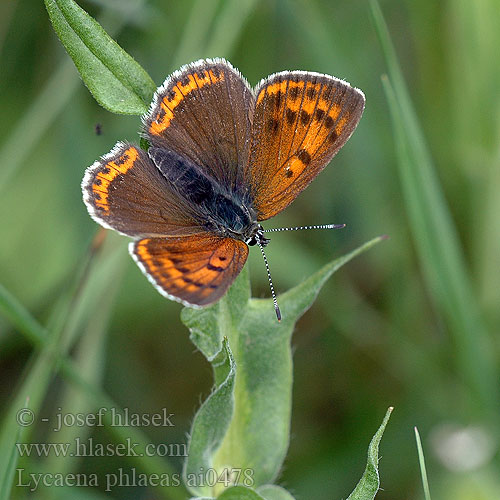 Small Copper Bronzé Kis tűzlepke Kleiner Feuerfalter