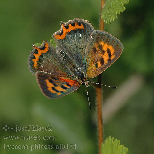 Kleiner Feuerfalter Czerwończyk żarek Ohniváčik čiernokrídly Lycaena phlaeas phlaeoides Ohniváček černokřídlý