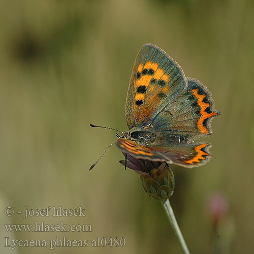 Czerwończyk żarek Ohniváčik čiernokrídly Lycaena phlaeas phlaeoides Ohniváček černokřídlý