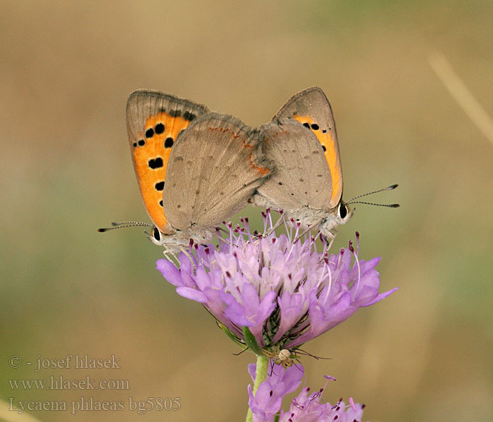 Lycaena phlaeas Ohniváček černokřídlý