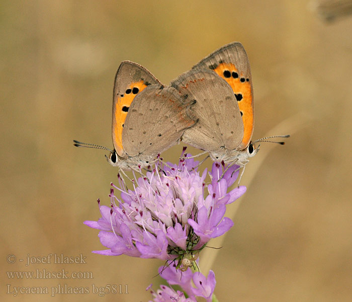 Lycaena phlaeas Kleiner Feuerfalter Czerwończyk żarek