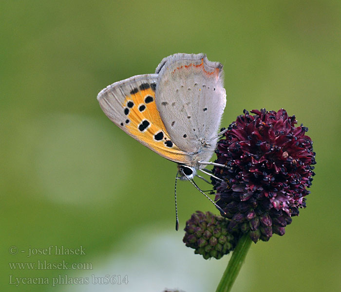 Lycaena phlaeas Ohniváčik čiernokrídly Manto bicolor Cuivré commun