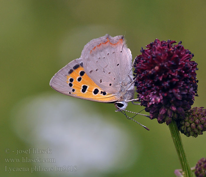 Lycaena phlaeas Ohniváček černokřídlý